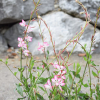 gaura-rosyjane-2717-2918-3073-3071.jpg