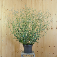 gypsophila-paniculata-maytime-25er-3023.jpg