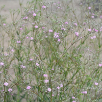 gypsophila-paniculata-maytime-3023.jpg