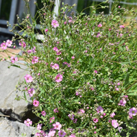 gypsophila-filou-rose-2003.jpg