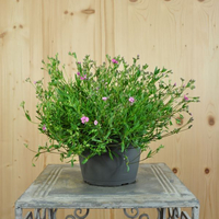 gypsophila-repens-filou-rose-16er-2003.jpg