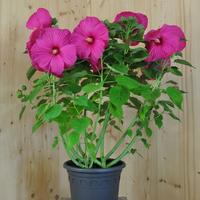 hibiscus-x-moscheutos-rosa-25er-3688.jpg