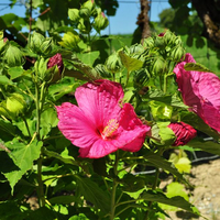 hibiscus-x-moscheutos-rosa-3688.jpg