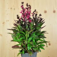 lobelia-speciosa-deep-rose-16er-3672.jpg