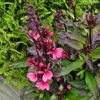 lobelia-speciosa-deep-rose-3672-3777.jpg