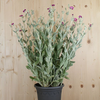 lychnis-coronaria-atrosanguinea-25er-3434.jpg