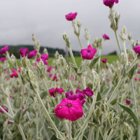 lychnis-coronaria-atrosanguinea-3434.jpg