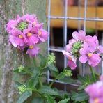 nemesia-karoo-rosa-1550-v.jpg