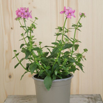 nemesia-strumosa-karroo-rosa-12er-1550.jpg