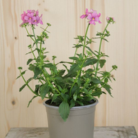nemesia-strumosa-karroo-rosa-12er-1550.jpg