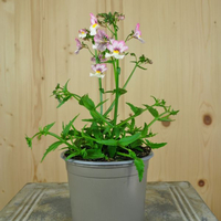 nemesia-strumosa-lychee-12er-3643-1.jpg