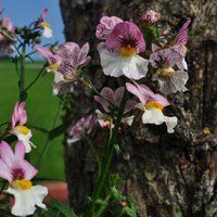 nemesia-strumosa-lychee-12er-3643.jpg