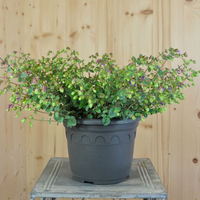 origanum-rotundifolium-amethyst-falls-21er-2968.jpg