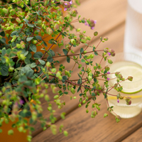 origanum-rotundifolium-amethyst-falls-2933-2968-v.jpg
