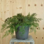 foeniculum-smokey-25er-2974.jpg
