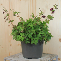 geranium-phaeum-angelina-21er-3428.jpg