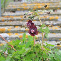 geranium-phaeum-angelina-3428-3705.jpg