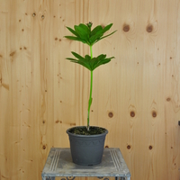 lilium-martagon-violett-16er-3741.jpg