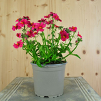 nemesia-strumosa-raspberry-12er-3644-1.jpg