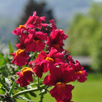 nemesia-strumosa-raspberry-12er-3644.jpg