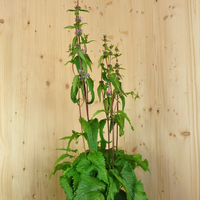 phlomis-tuberosa-amazone-25er-3435.jpg