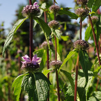 phlomis-tuberosa-amazone-3435.jpg