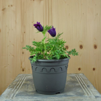 pulsatilla-vulgaris-violet-shades-14er-3422.jpg