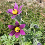 pulsatilla-vulgaris-violet-shades-3422.jpg
