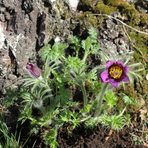 pulsatilla-vulgaris-voilet-shades-3422.jpg