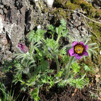 pulsatilla-vulgaris-voilet-shades-3422.jpg
