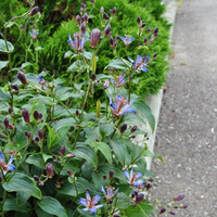 tricyrtis-hirta-formosana-dark-beauty-1310-3590.jpg