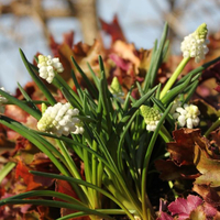 muscari-armeniacum-white-magic-1126-1002.jpg