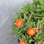 delopserma-orange-wonder-2373.jpg