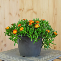 delosperma-orange-wonder-16er-2373.jpg