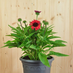 echinacea-purpurea-ruby-21er-3582.jpg