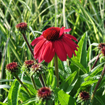 echinacea-purpurea-ruby-3582.jpg