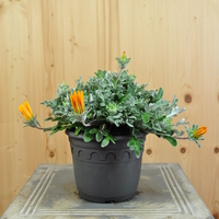 gazania-cultivars-sun-stopper-orange-14er-3818-1.jpg