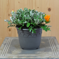 gazania-cultivars-sun-stopper-orange-14er-3818.jpg