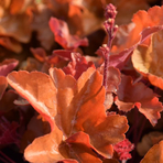 heuchera-timeless-orange-2404-2570-2580.jpg