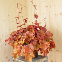 heuchera-x-brizoides-timeless-orange-21er-2580.jpg