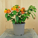 lantana-camara-orange-12er-1542.jpg