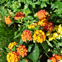 lantana-camara-orange-1542.jpg