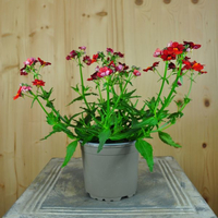nemesia-strumosa-clementine-12er-3642-1.jpg