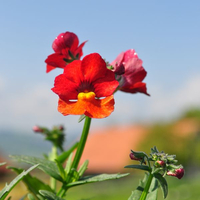 nemesia-strumosa-clementine-12er-3642.jpg