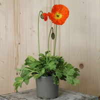 papaver-nudicaule-bubbles-f1-orange-12er-2611.jpg