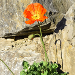 papaver-nudicaule-orange-2611-2618-2363.jpg
