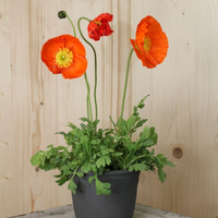 papaver-nudicaule-bubbles-f1-orange-16er-2618.jpg