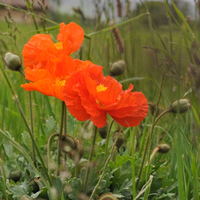 papaver-nudicaule-orange-2618-2363.jpg