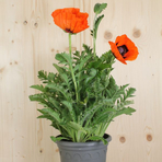 papaver-orientale-brillant-orange-21er-2011.jpg