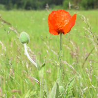 papaver-orienthale-brilliant-2011.jpg